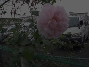 [BLK-308] kira☆kira 危険日中出父親节感謝祭2016 5 NAOMI