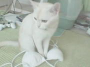 Saori Hara(原紗央莉) - 芸能人 原紗央莉 南の島×超ギリ２デジタルモザイクで [STAR147]