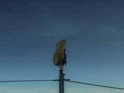 出包王女 小暗3D同人提取电影